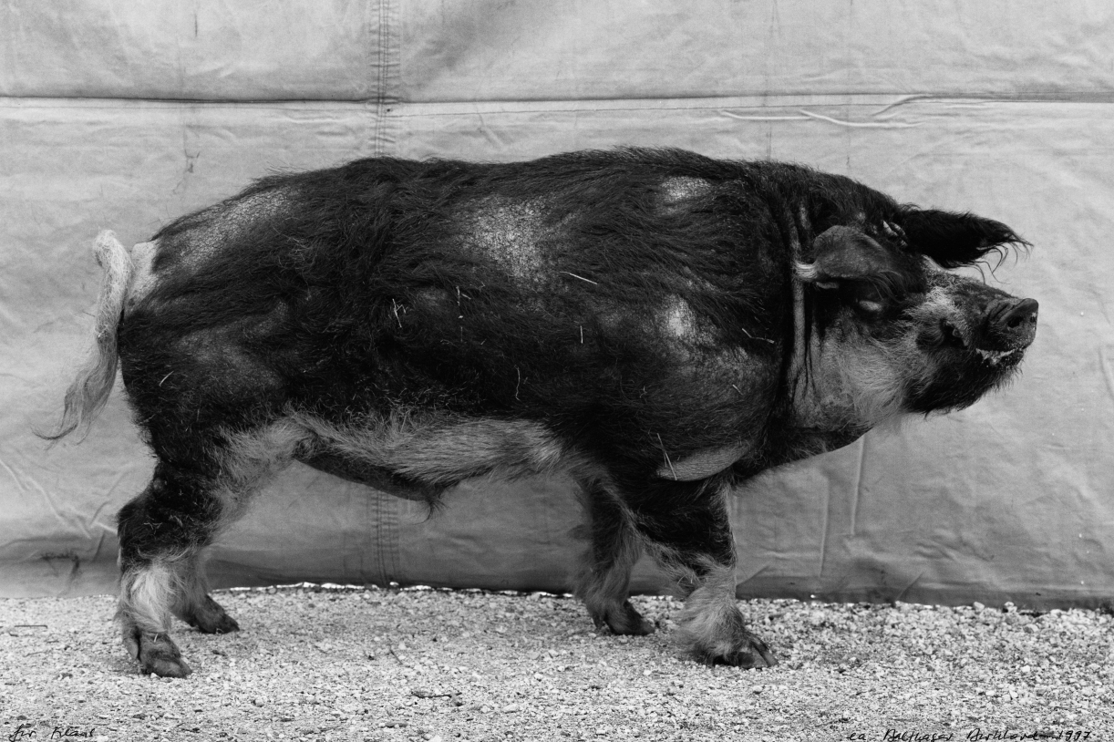 Balthasar Burkhard, Pig, 1997, Black and white silver gelatin print on baryt paper, 30 x 45 cm, Edition 5