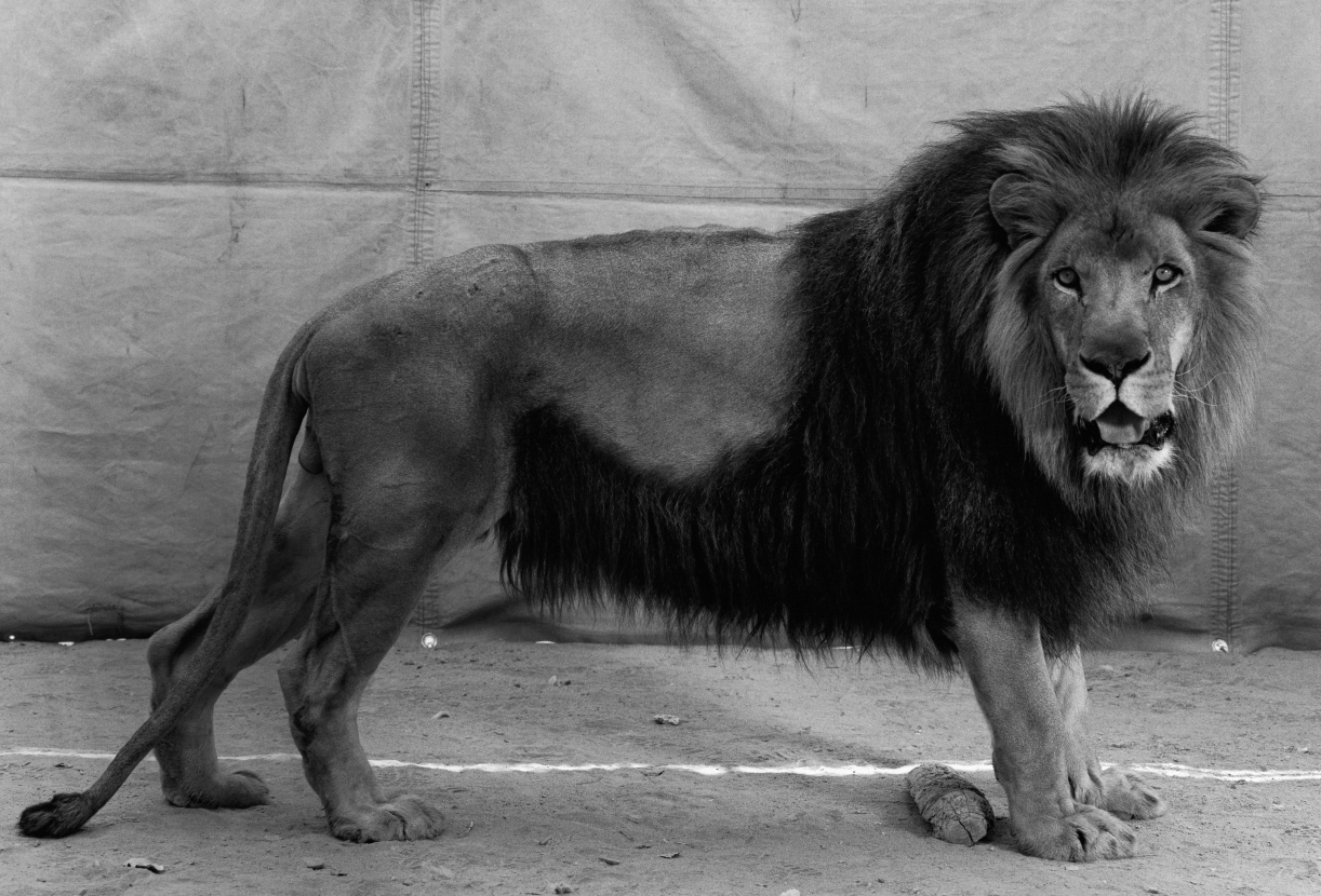 Balthasar Burkhard, Lion, 1995, Black and white silver gelatin print on baryt paper, 30 x 44 cm, Edition 5