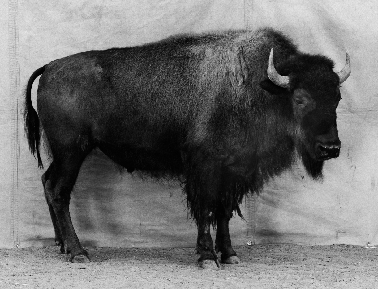 Balthasar Burkhard, Bison, 1996, Black and white silver gelatin print on baryt paper, 30 x 37 cm, Edition 5