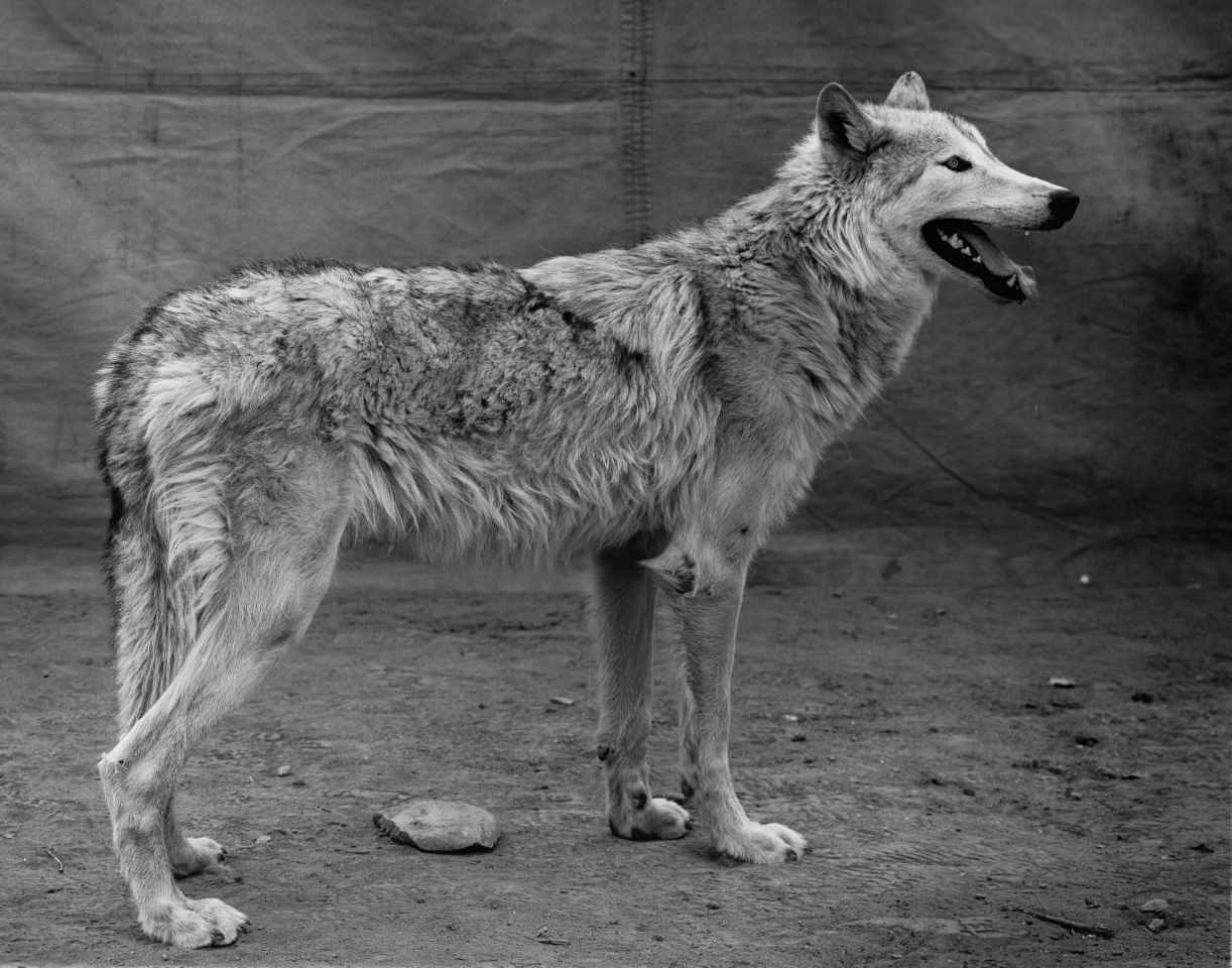 Balthasar Burkhard, Wolf, Black and white silver gelatin print on baryt paper, 30 x 38,5 cm, Edition 5