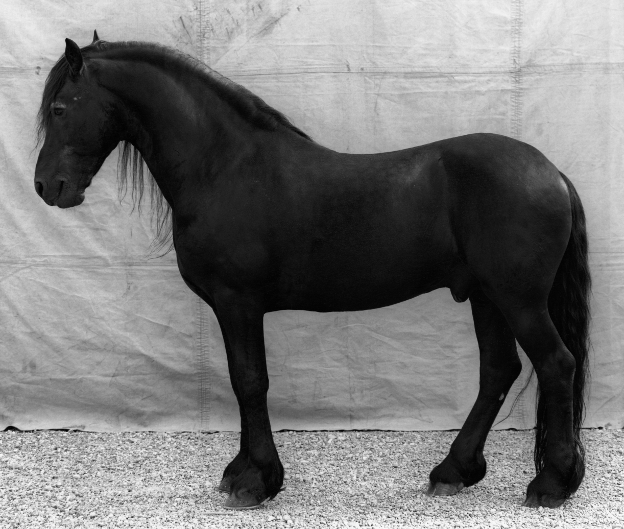 Balthasar Burkhard, Diablo (Black horse), Black and white silver gelatin print on baryt paper, 30 x 37 cm, Edition 5