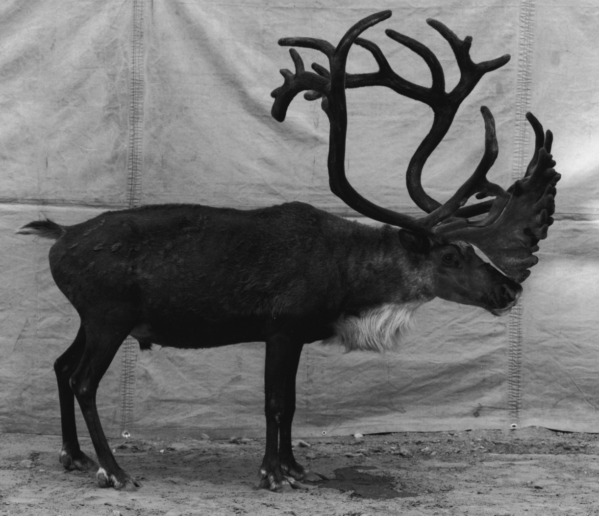 Balthasar Burkhard, Reindeer, 1996, Silver print mounted on Aludibond, 200 x 240 cm (diptych), Unique