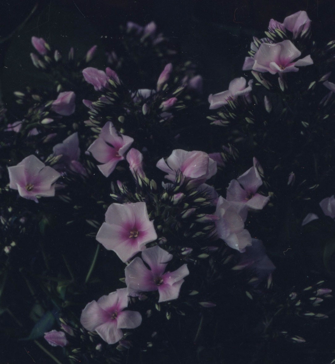 Balthasar Burkhard, Flower (Phlox), 2009, C-Print mounted on aluminium, 129 x 129 x 5 cm