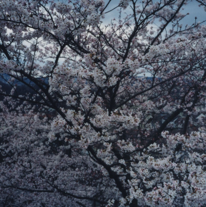 Balthasar Burkhard, Flower (Cherry), 2009, C-Print mounted on aluminium, 129 x 129 x 5 cm