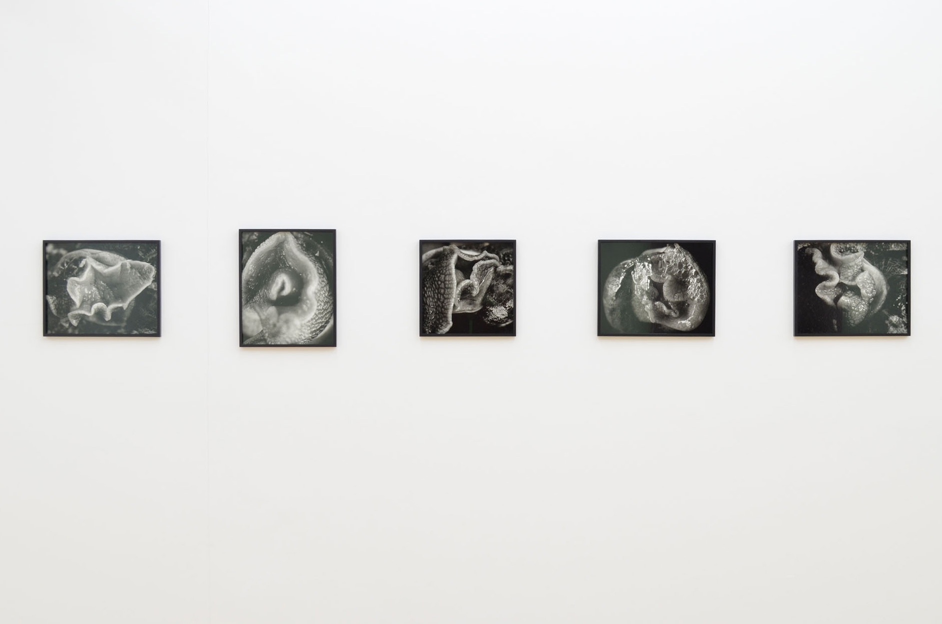 Balthasar Burkhard, Escargot, 1992, Exhibition view Sfeir-Semler Gallery Hamburg, 2014