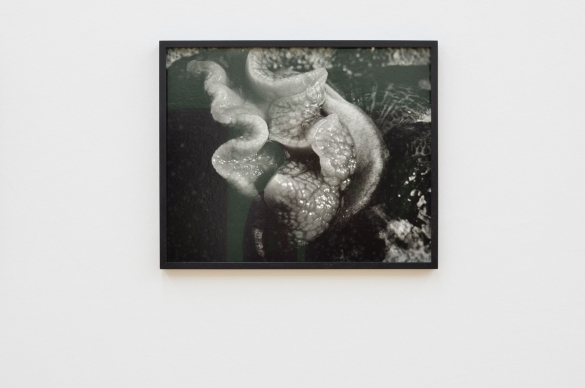 Balthasar Burkhard, Escargot, 1992, Silver gelatine print, 39,5 x 48 cm