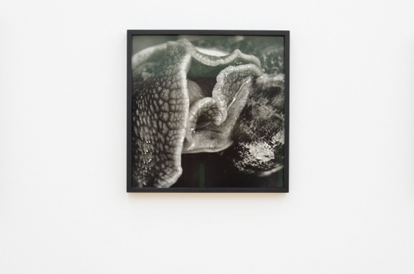 Balthasar Burkhard, Escargot, 1992, Silver gelatine print, 39,5 x 39 cm