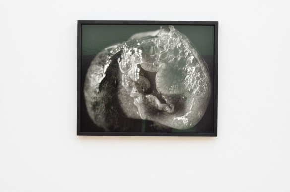 Balthasar Burkhard, Escargot, 1992, Silver gelatine print, 39,5 x 48 cm