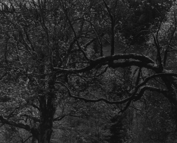 Balthasar Burkhard, Chlönthal (Baum 2), Silver gelatine print, 100 x 125 cm