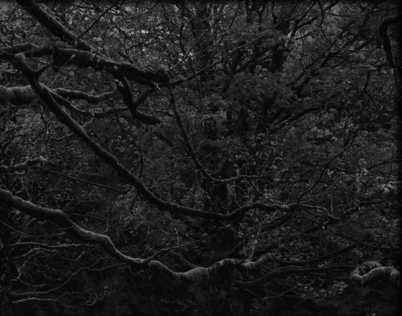 Balthasar Burkhard, Chlönthal (Baum 3), Silver gelatine print, 100 x 125 cm