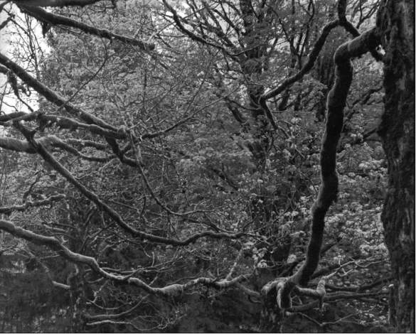 Balthasar Burkhard, Chlönthal (Baum 1), Silver gelatine print, 100 x 125 cm