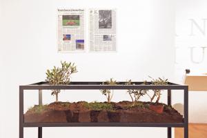 After 12 years & United States of Palestine Times, 2008-2015, Metal, glass, soil, five olive trees & two newspaper pages, Variable Dimensions; Newspapers 55.8 x 36.4 cm, Edition 3 + 2 AP