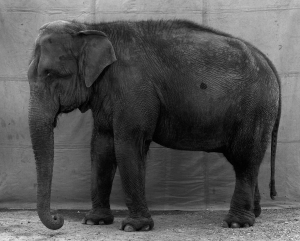 Balthasar Burkhard, Elephant, Flush mounted on Aludibond, 263 x 115 x 5 cm (triptych), Unique