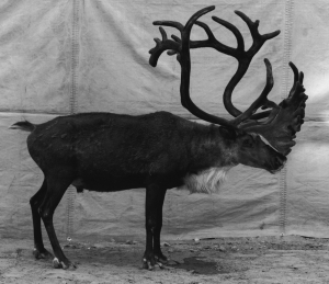 Balthasar Burkhard, Reindeer, 1996, Silver print mounted on Aludibond, 200 x 240 cm (diptych), Unique